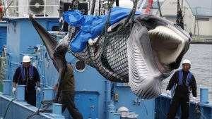US drops effort to include anti-whaling language in Indo-Pacific pact