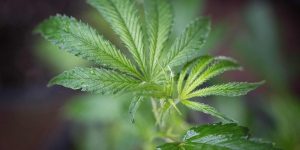 Canopy Growth selling Smiths Falls facility back to Hershey to generate about $39 million to pay down debt