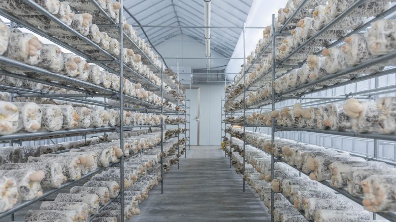Mushrooms are being farmed in Abu Dhabi’s desert