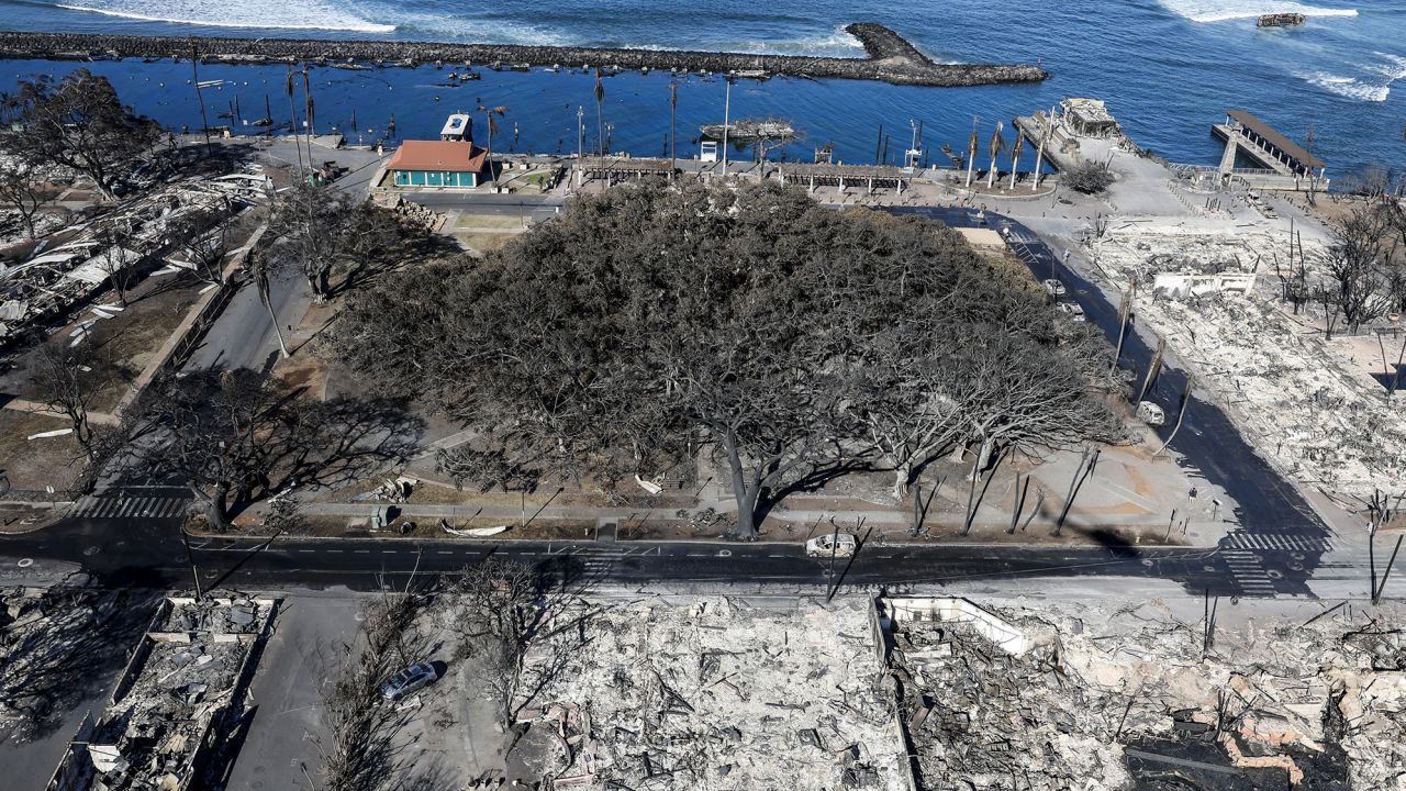 The iconic Banyan tree stands among the rubble of burned buildings days after a catastrophic wildfire swept through Lahaina, Maui.