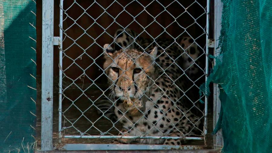 India’s Narendra Modi ‘playing God’ with return of cheetahs