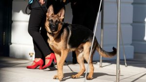 Biden’s dog Commander is out of the White House