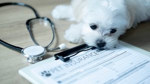 U.S. Pet Insurance Market Growth Slows In 2025, But Still Robust